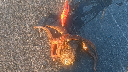 朝マズメ、タコング調査。タコカウント2匹目…